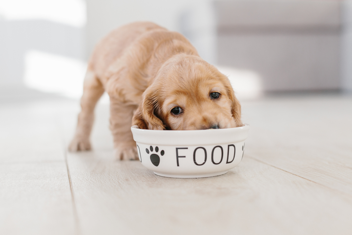 Dog Food Puppy is eating out of food bowl