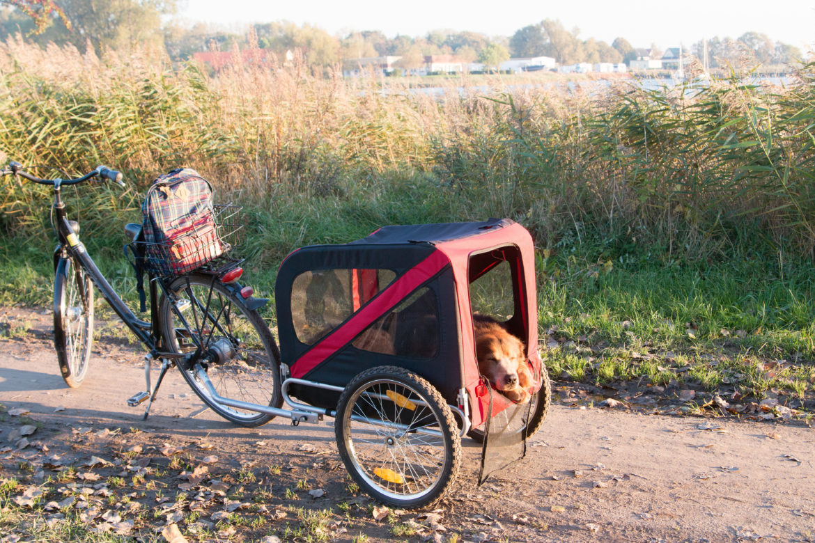Dog laying in bike trailer Best dog bike trailers