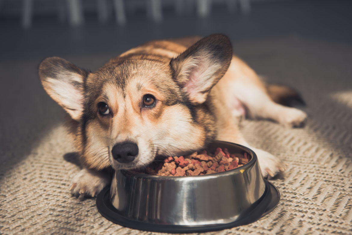 Upset Pembroke Welsh Corgi lying on bowl full of dog food How to help dog with sensitive stomach
