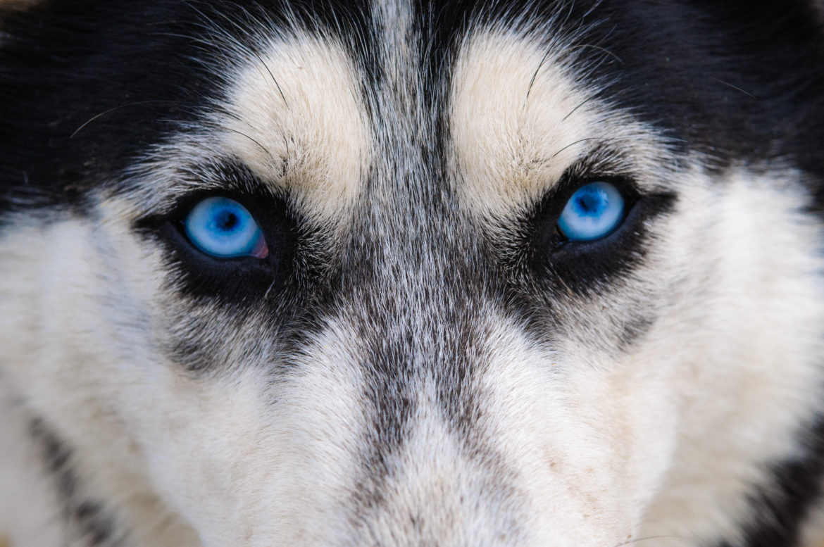 Husky blue eyes look dogs with blue eyes