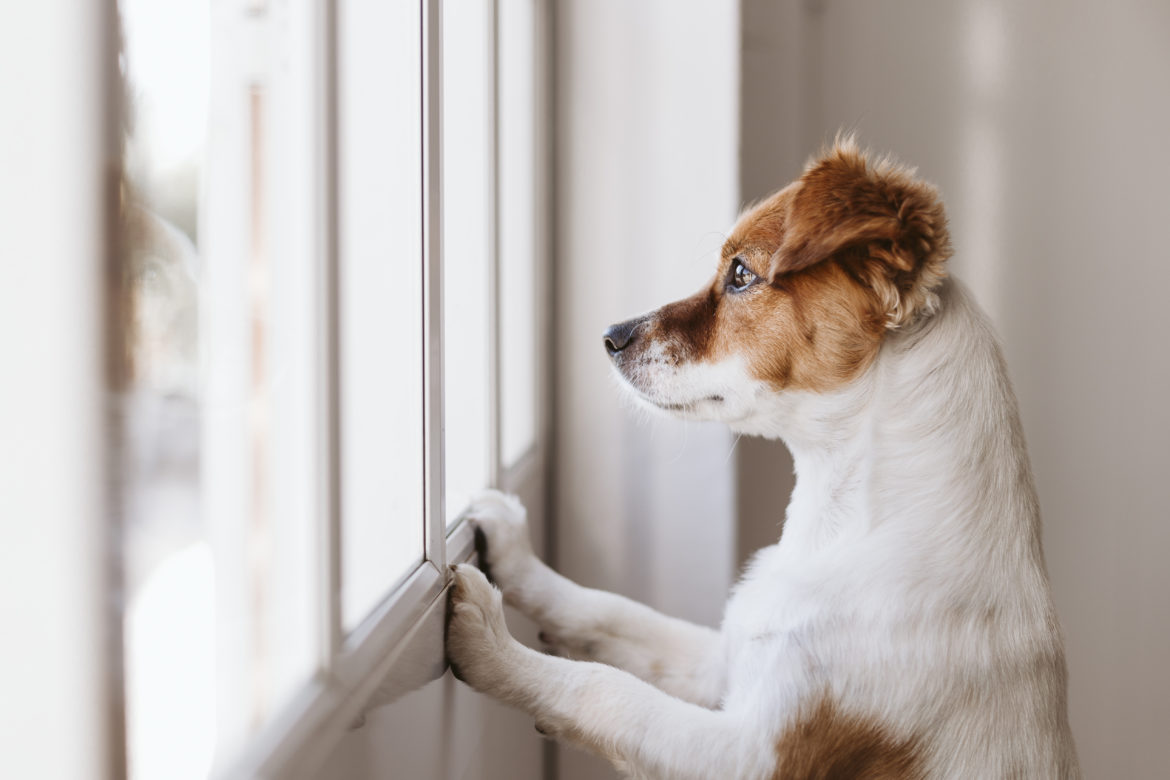 cute small dog standing on two legs and looking away by the window searching or waiting for his owner. Pets indoors small dog standing waiting for owner to come home