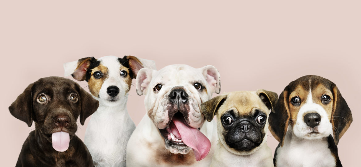 Group portrait of adorable puppies different dog breeds