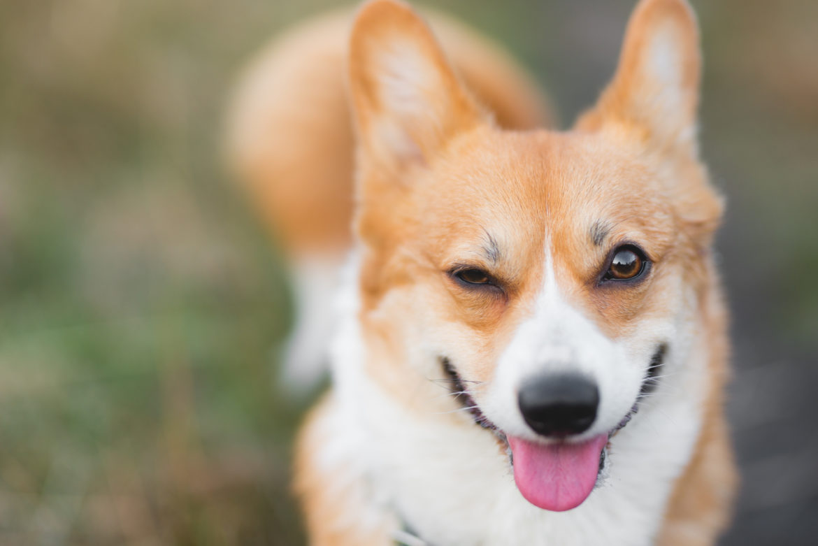 Happy welsh corgi pembroke dog smiling and winking portrait why dogs wink at you