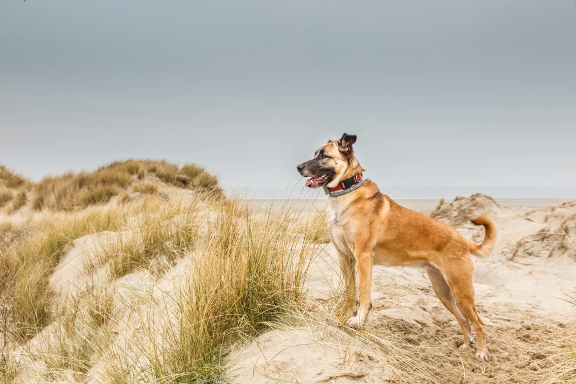 A beautiful Belgian shepherd posing standing in a dune landscape with a proudly raised head and a collar with GPS tracker around her neck  looking from low right to high left in the photo big dog standing on the dunes with a gps dog collar tracker