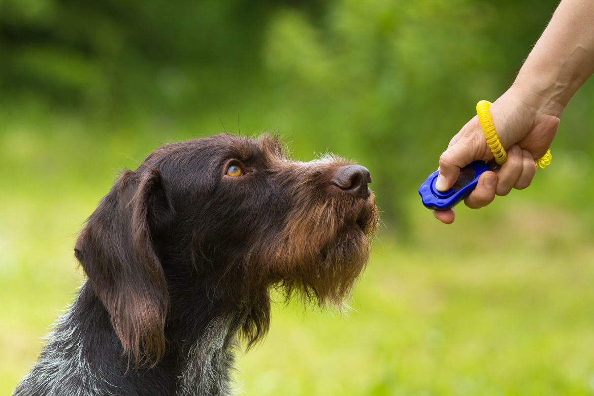 training a hunting dog with a clicker training a young dog with a clicker