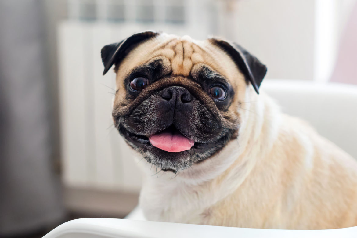 Pug dog sitting on a chair looking at the camera. Pug dog are waiting for food in the kitchen pug puppy breathing fast