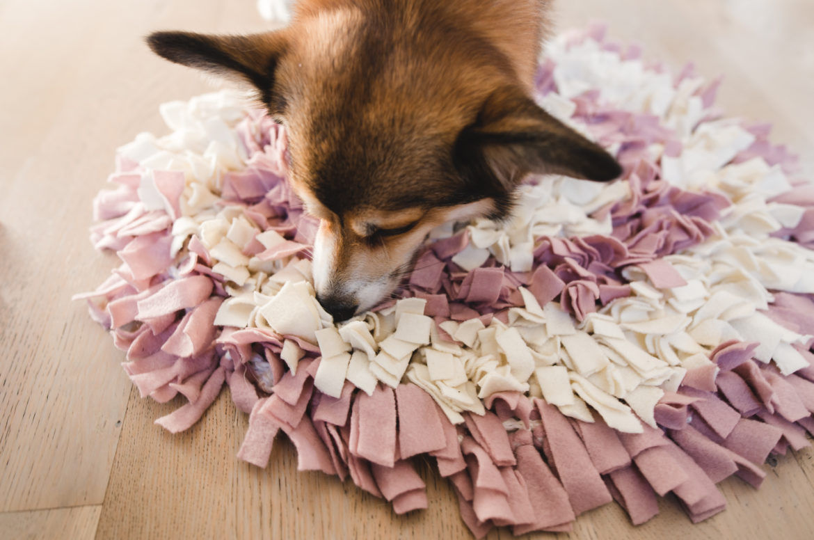 welsh corgi pembroke with a sniffing mat the best snuffle mats for dogs