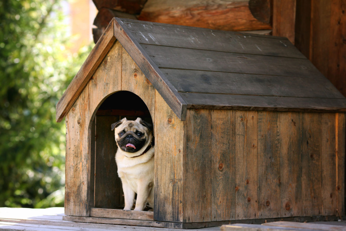 Funny pug dog in the dog house pug dog in a outdoor dog house