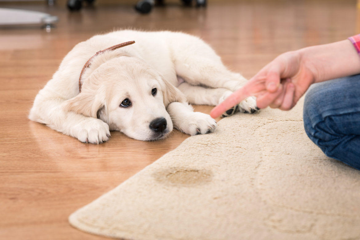 house training of guilty puppy dog peeing on carpet aftermath