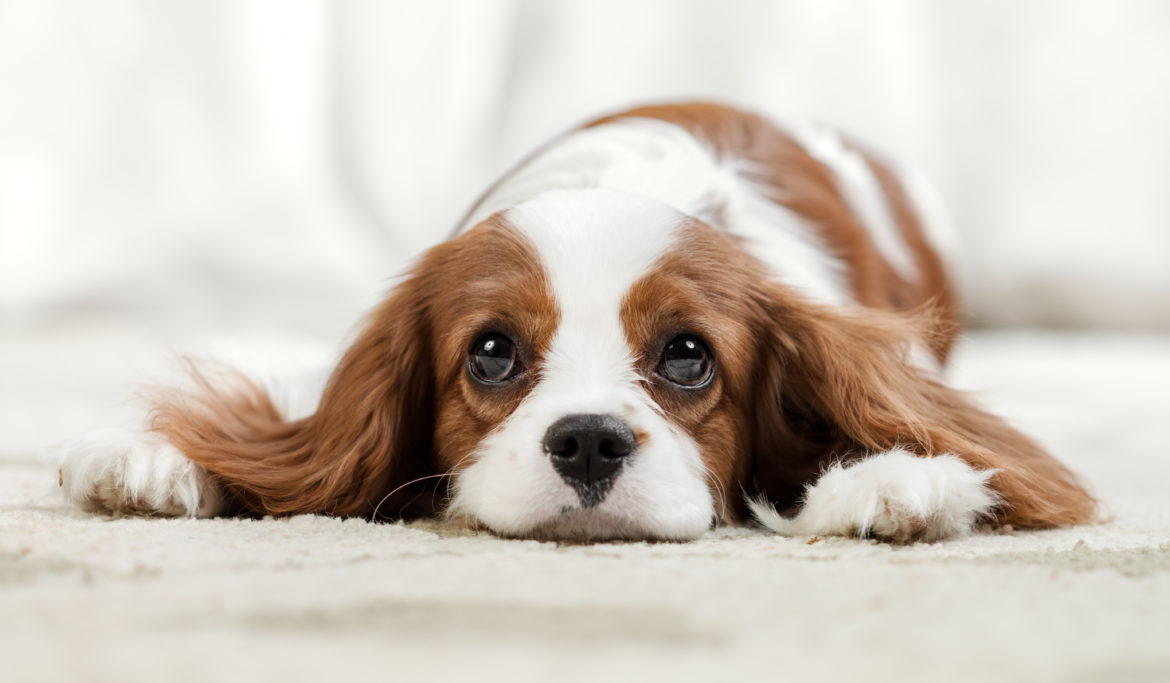 How long does a dog stay in heat