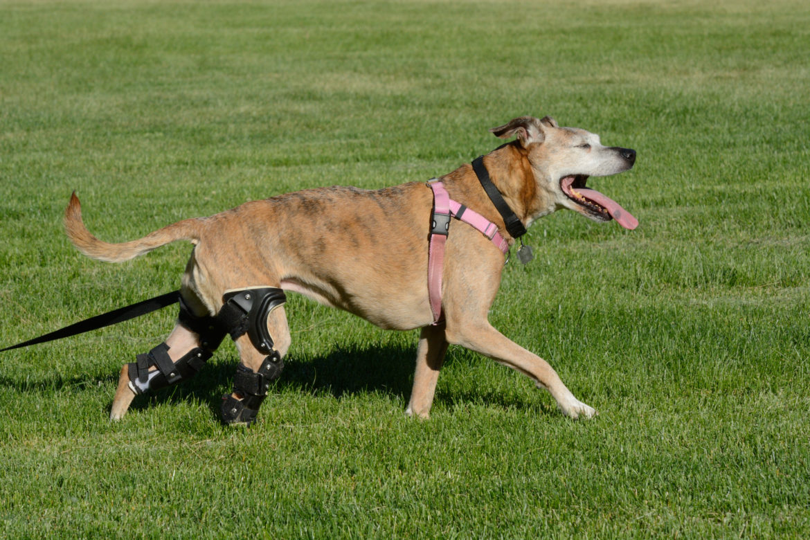 dog knee brace