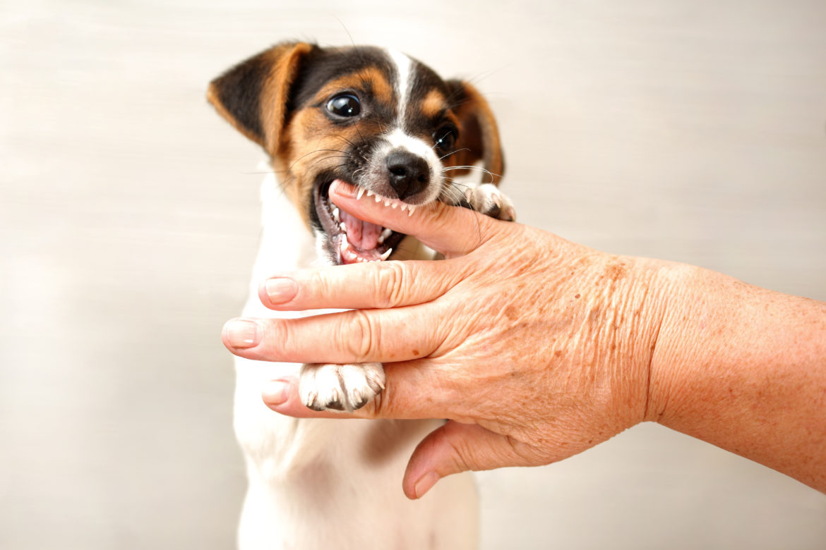 when do puppies lose their baby teeth?