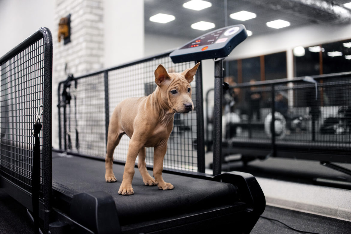 puppy standing on a treadmill best dog treadmill buying guide