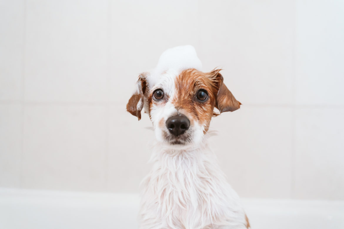 cute lovely small dog wet in bathtub, clean dog with funny foam soap on head. Pets indoors best puppy shampoo and bath tips