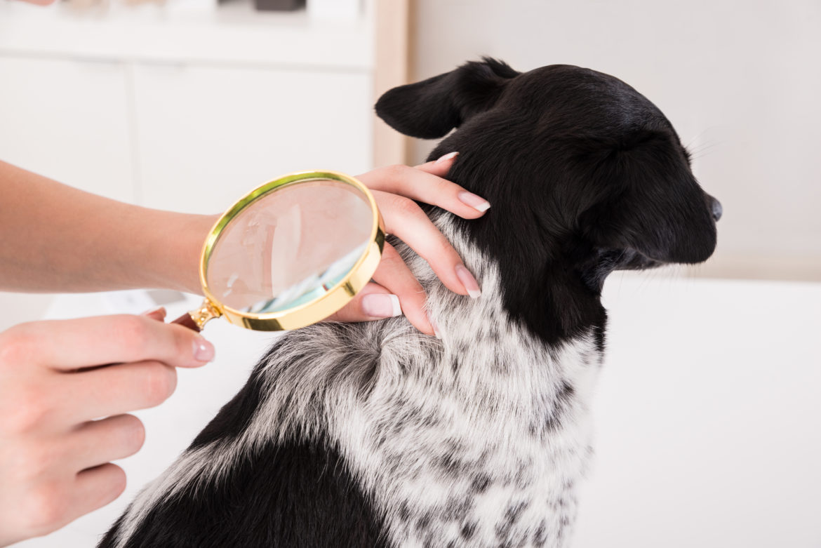 Dog Lice